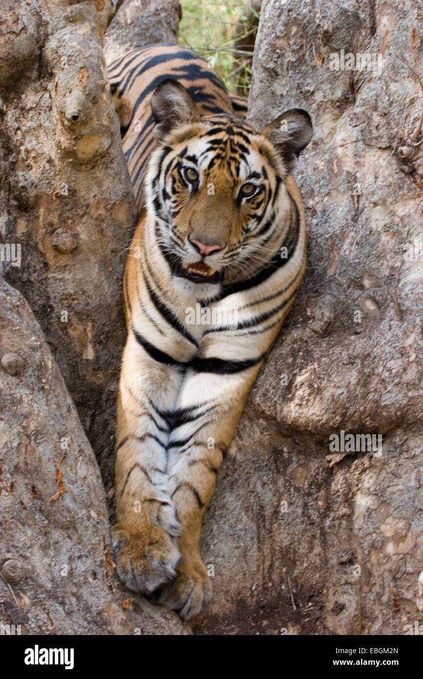 Bengal tiger (Panthera tigris tigris), on a tree, India, Bandhavgarh National Park Stock Photo
