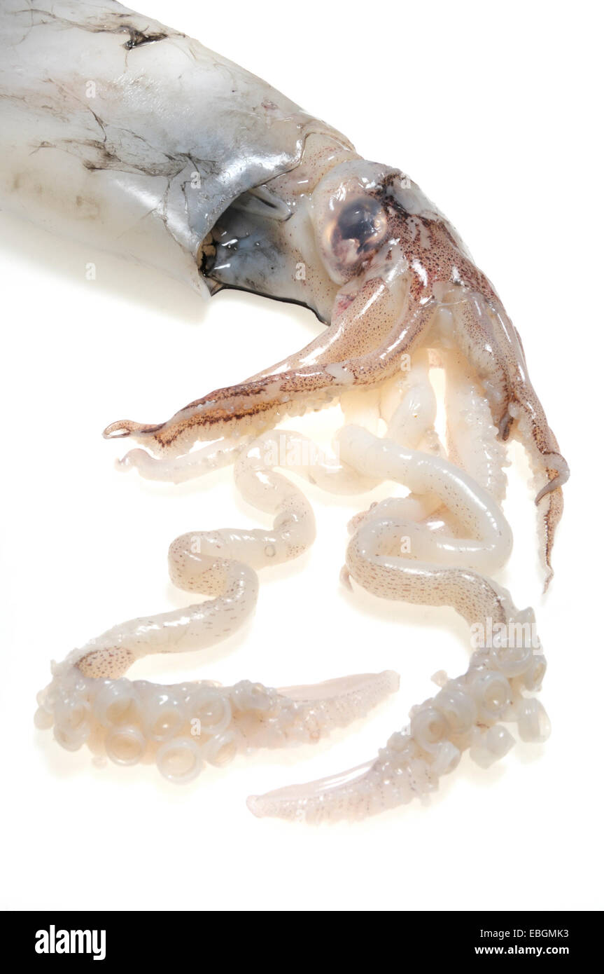 Squid eating hi-res stock photography and images - Alamy