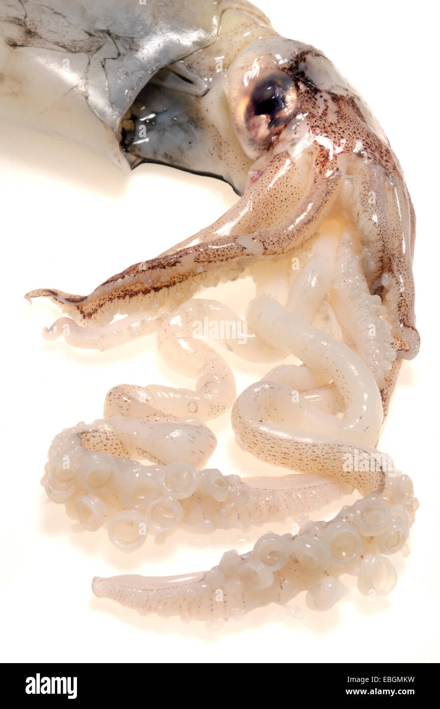 Squid eating hi-res stock photography and images - Alamy