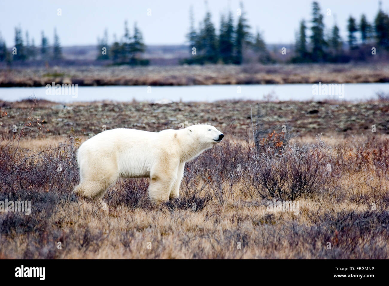polar bear (Ursus maritimus), in tundra, Canada, Manitoba Stock Photo
