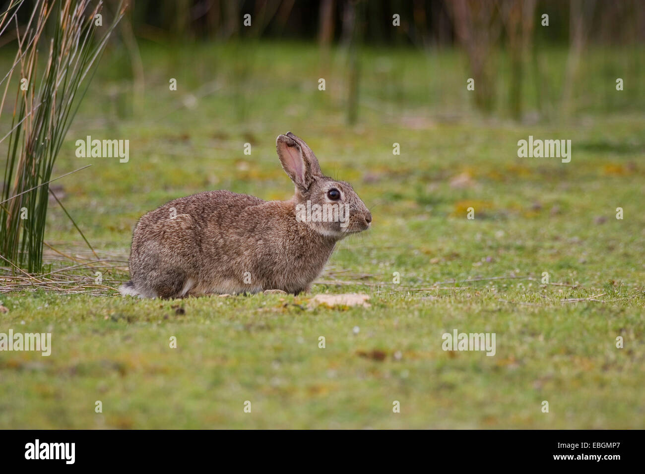 European rabbit australia hires stock photography and images Alamy