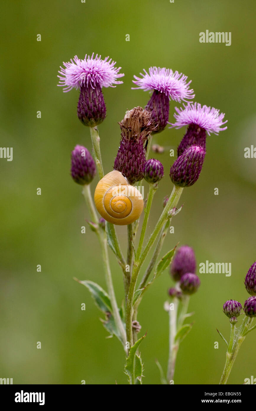 Canada thistle, creeping thistle (Cirsium arvense), blooming plants with snail, Germany, Baden-Wuerttemberg Stock Photo