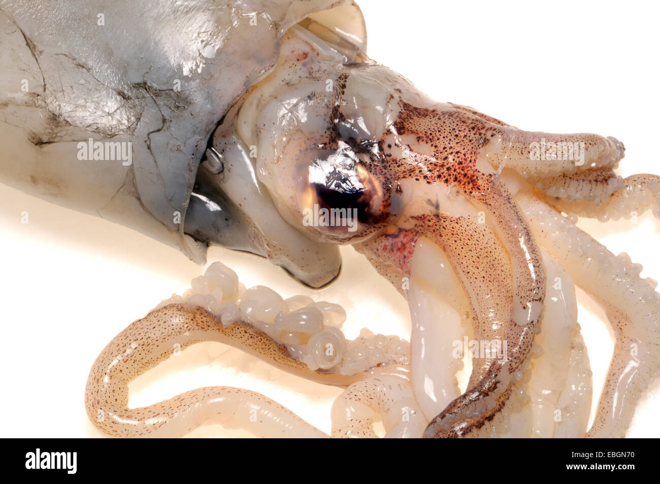 Squid eating hi-res stock photography and images - Alamy