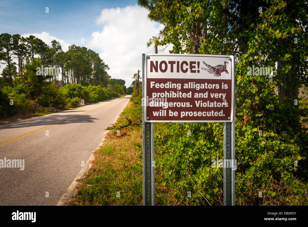 Alligator warning sign adjacent to a state park road in  Gulf State Park along Alabama's gulf coast . Stock Photo