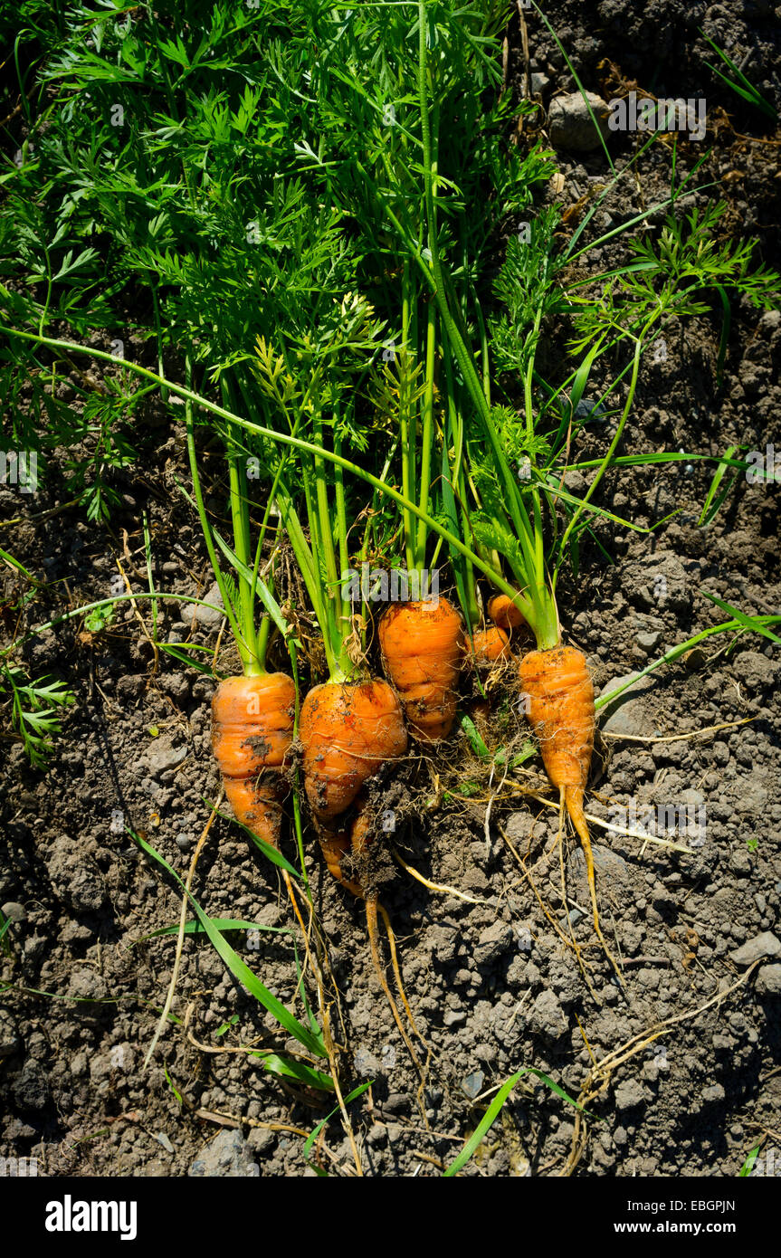 A bunch of small home-grown freshly dug up carrots on an allotment garden plot soil  UK Stock Photo