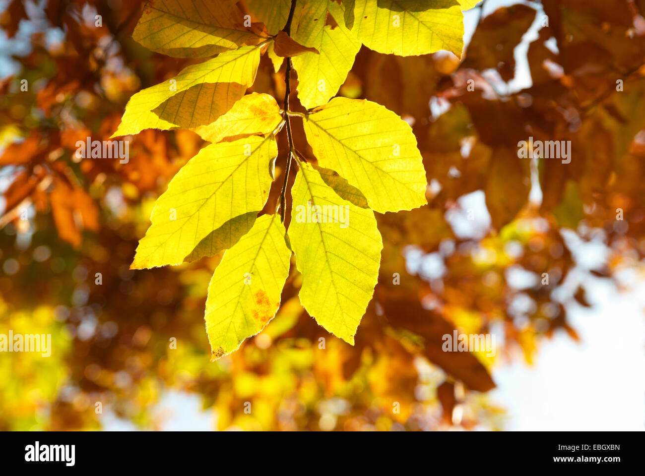 Autumn leaves with the blue sky background Stock Photo - Alamy