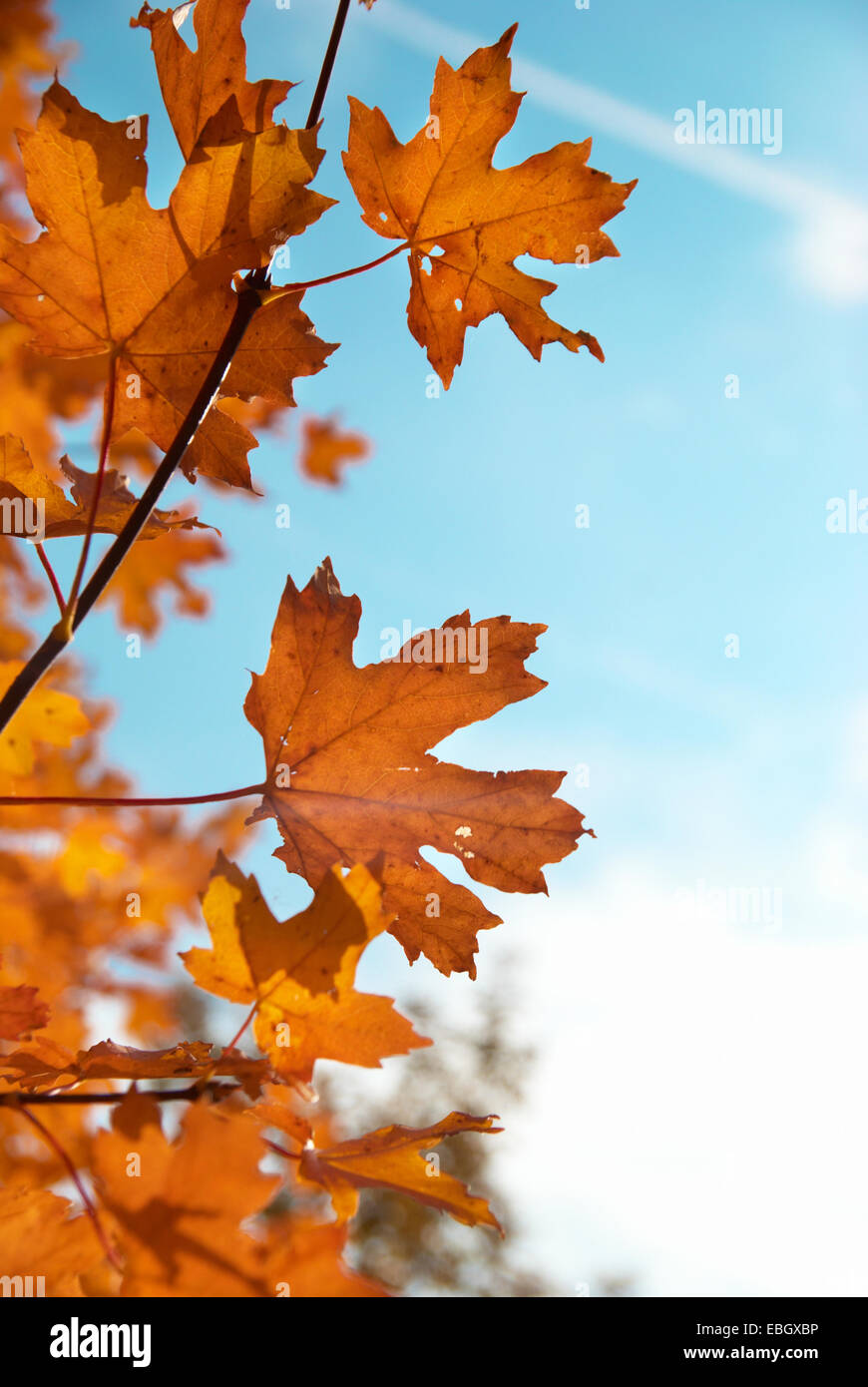 Autumn leaves with the blue sky background Stock Photo - Alamy