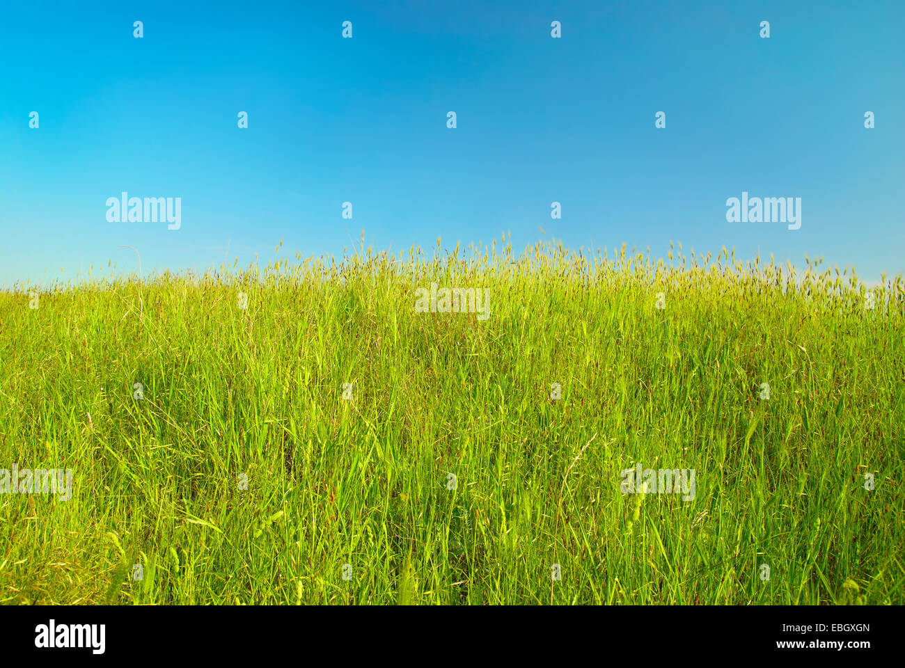 Green grass with blue sky and clouds Stock Photo - Alamy