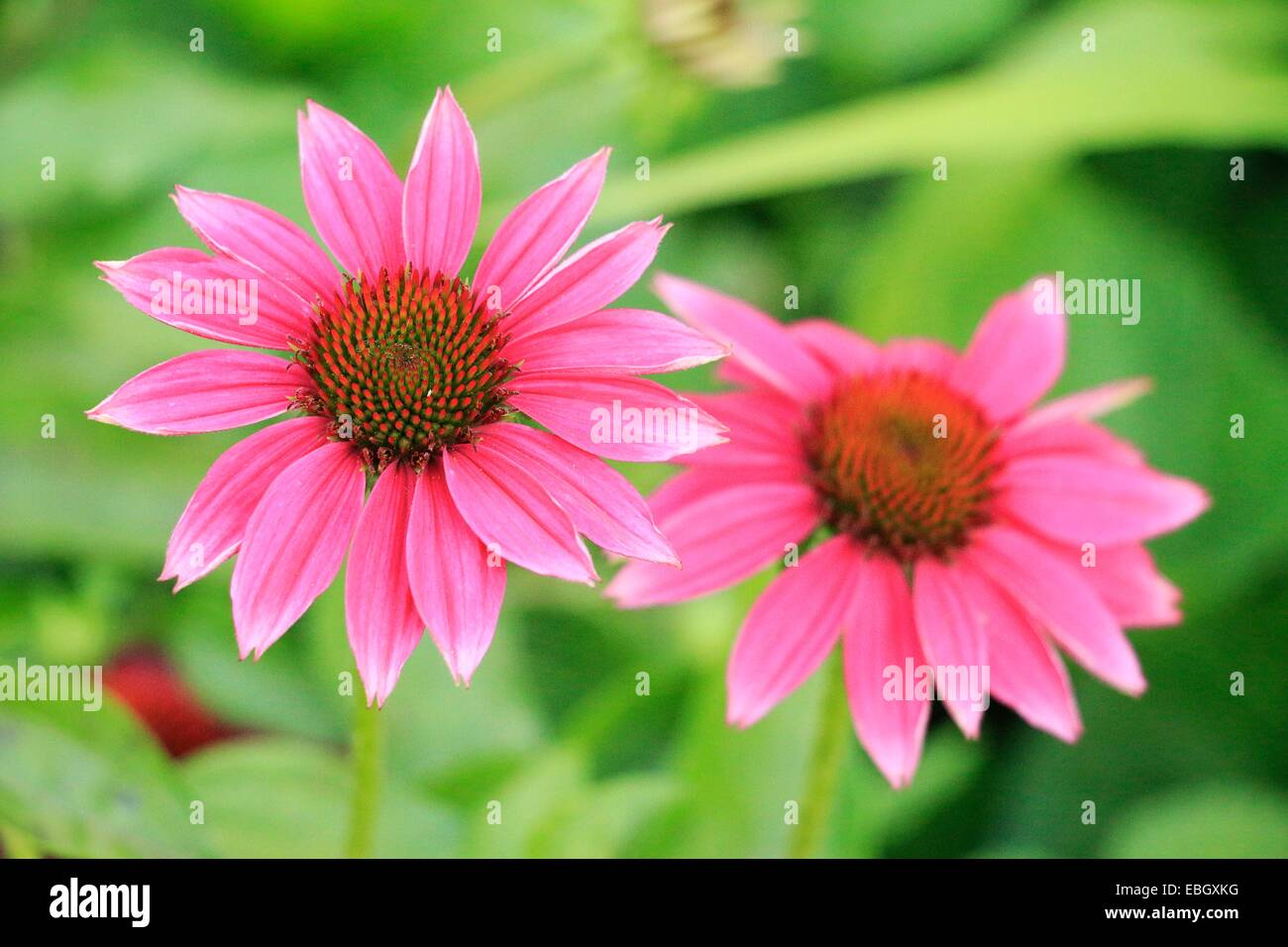 Echinacea Pow Wow Wild Berry, a cultivated variety of purple coneflower. Stock Photo