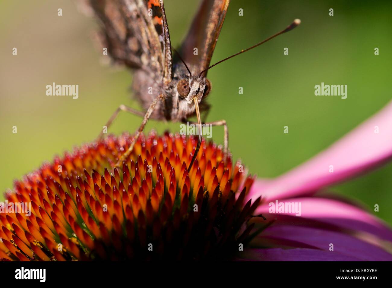 Red admiral butterfly on purple coneflower, up close and personal. Stock Photo