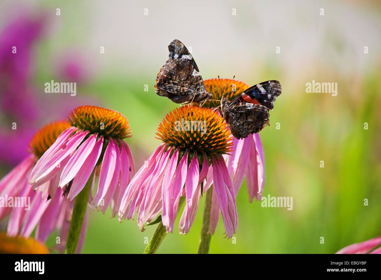 Two red admirals share a purple coneflower Stock Photo Alamy