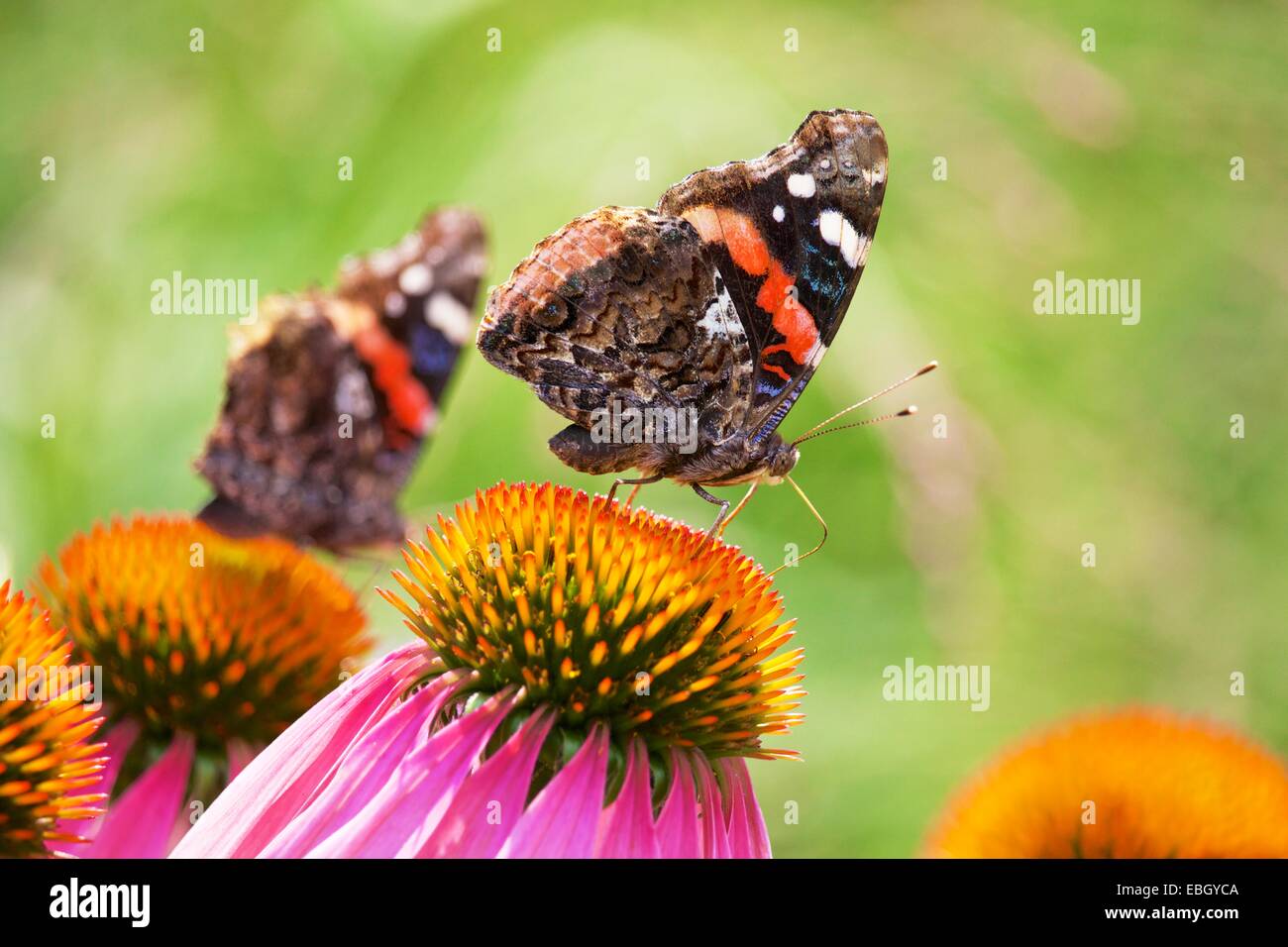 Red admiral butterflies on purple coneflower. Stock Photo