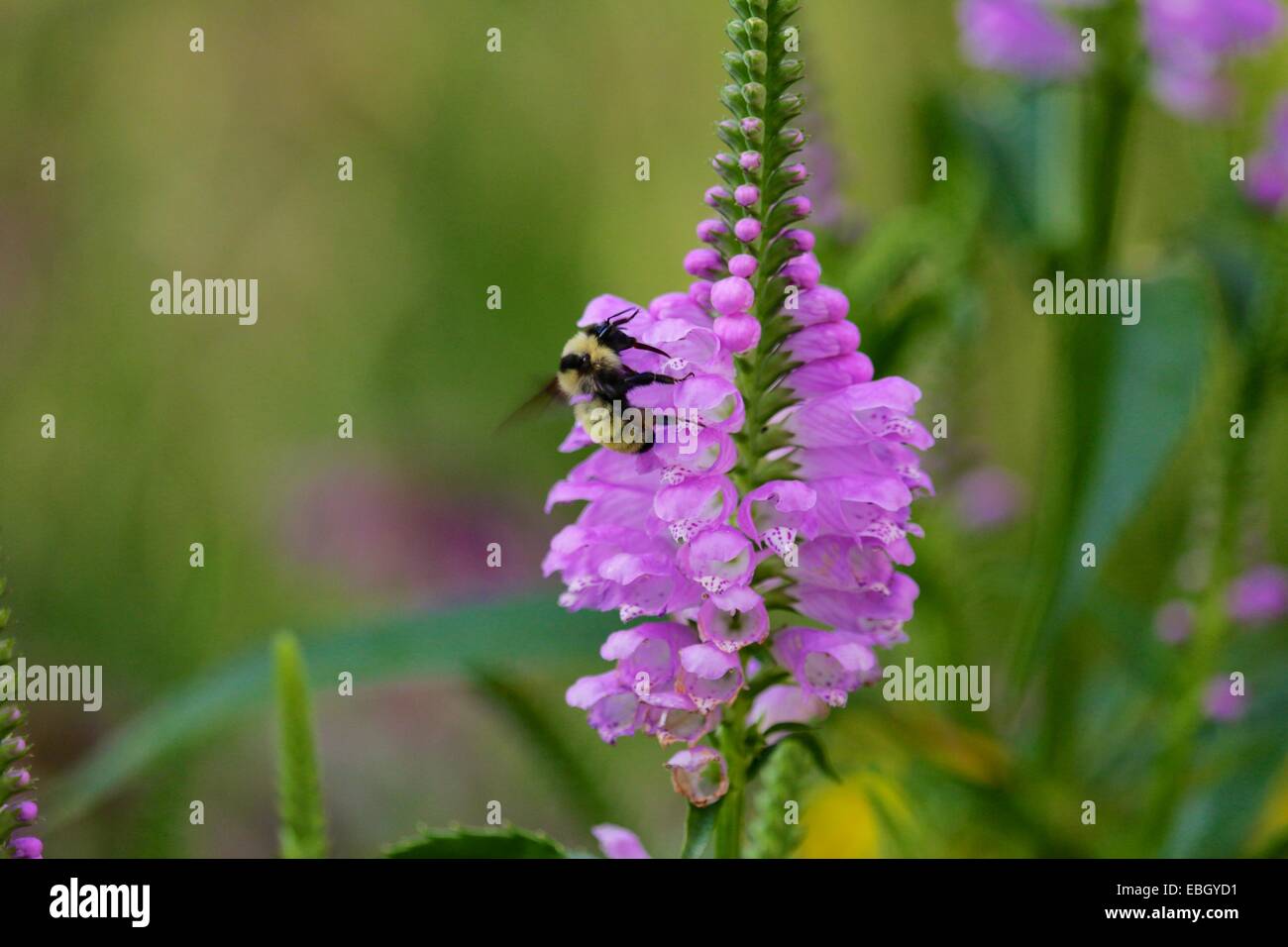 Bumble bee on obedient plant flower. Stock Photo