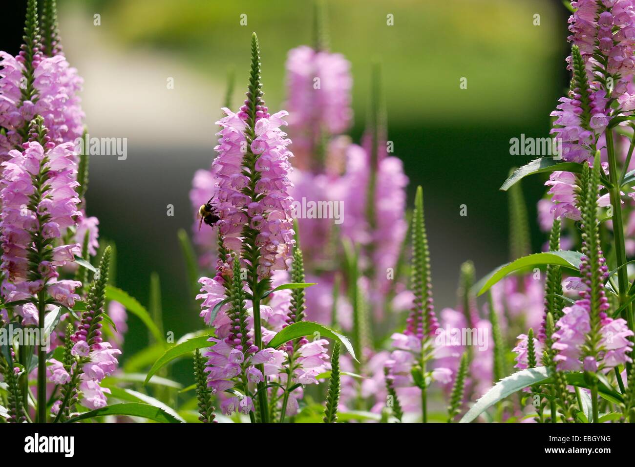 Obedient plant flowers with bumble bee. Stock Photo