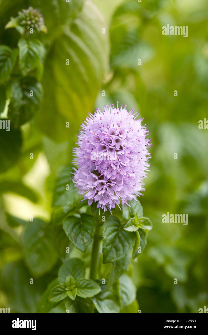 Mentha. Mint in flower in early autumn in the herb garden. Stock Photo