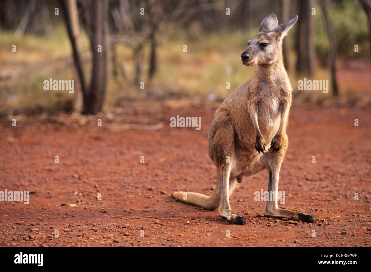 kop harmonisk Ingeniører red kangaroo, plains Kangaroo, blue flier (Macropus rufus, Megaleia rufa),  giant red kangaroo in the forest, Australia, Karijini National Park,  Hamersley Range Stock Photo - Alamy