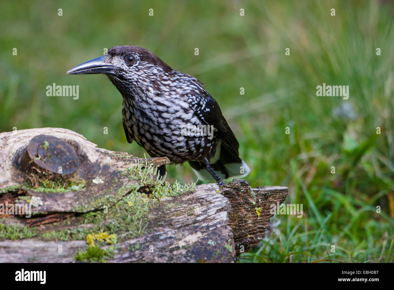 spotted nutcracker (Nucifraga caryocatactes), on the feed, Switzerland