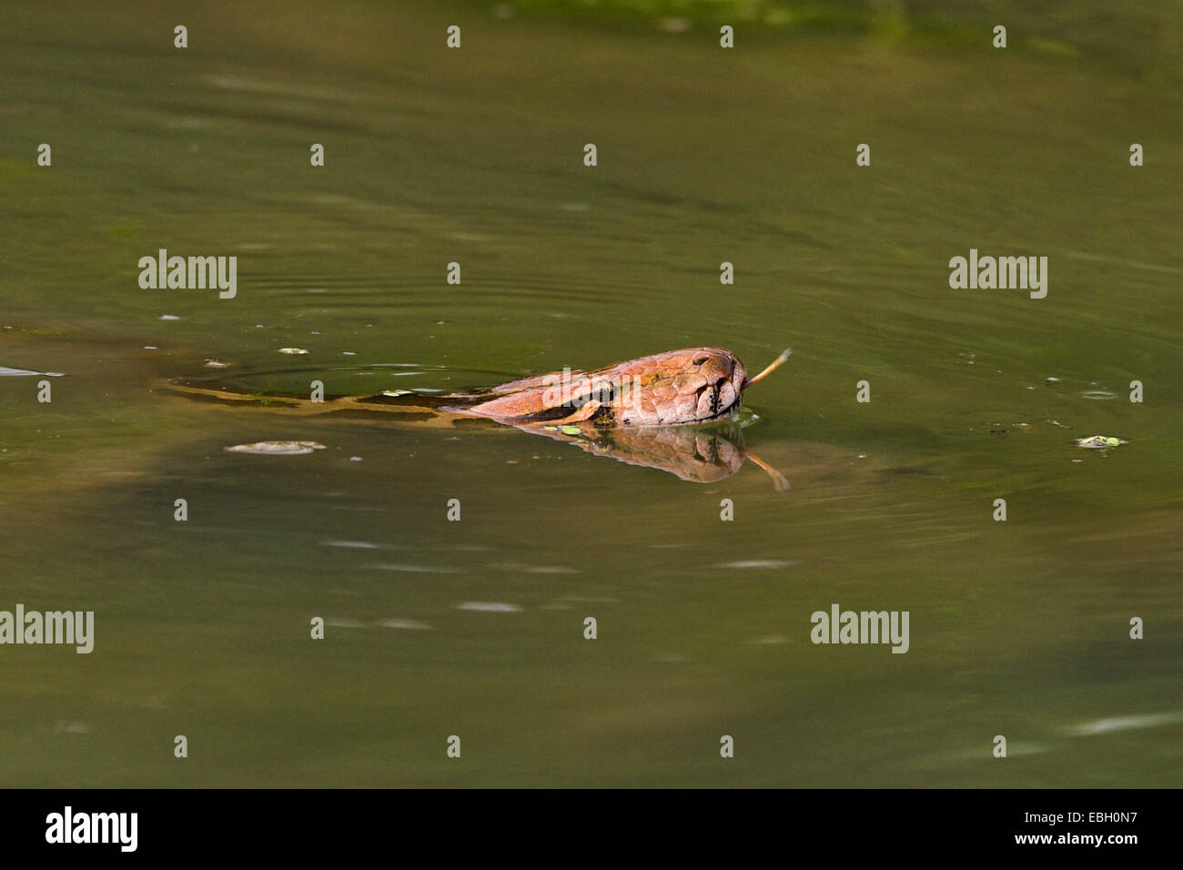 Indian Python (Python molurus molurus), swimming, India, Keoladeo Ghana ...