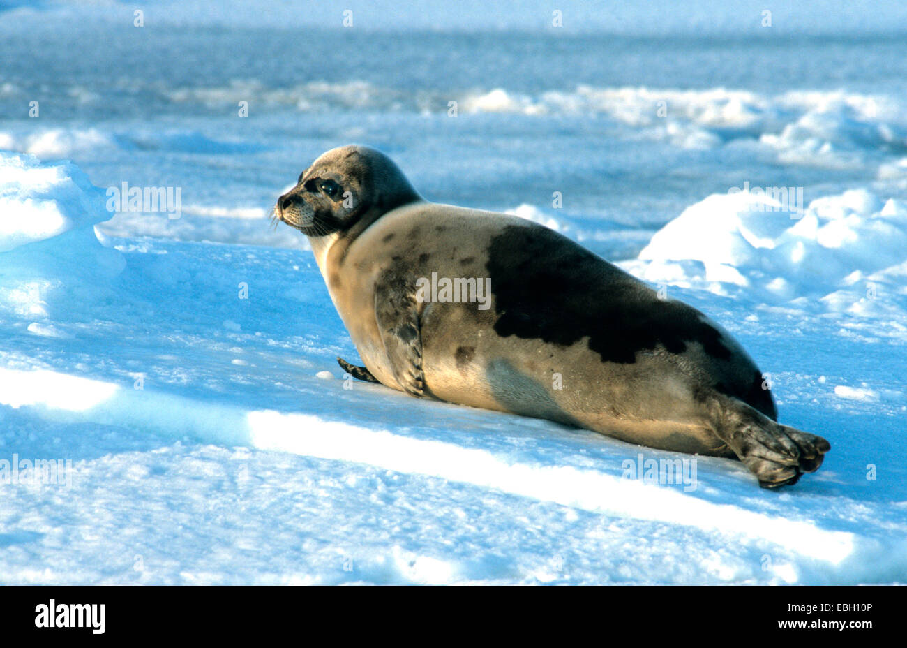 harp seal (Phoca groenlandica), pup on pack ice, Canada, Quebec, Madeleine Islands Stock Photo