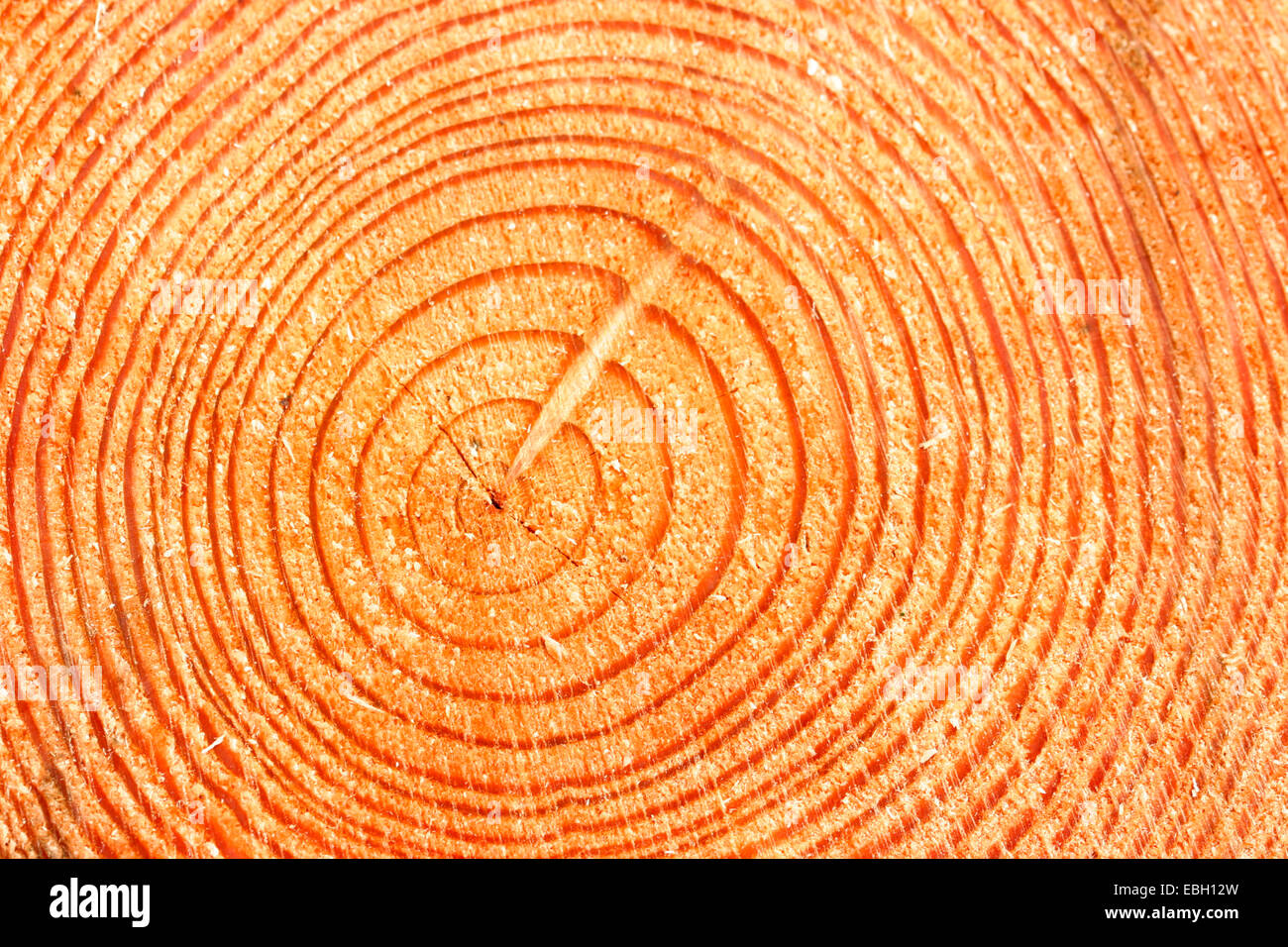 annual rings of a tree Stock Photo Alamy