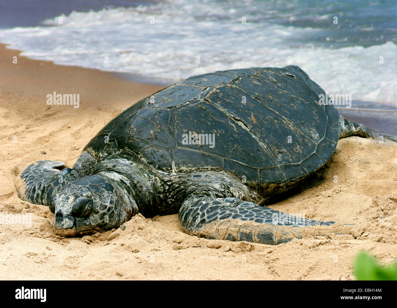 Female green sea turtle hi-res stock photography and images - Alamy