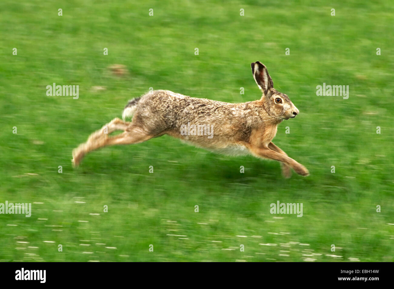 European hare (Lepus europaeus), running, Netherlands Stock Photo