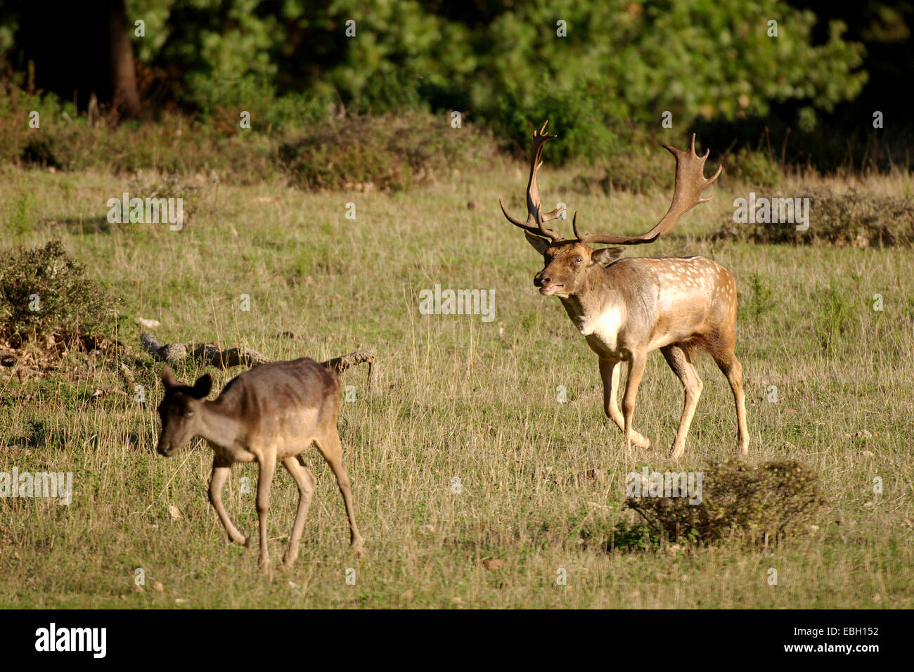 fallow deer (Dama dama, Cervus dama), stag following hind, Italy Stock Photo