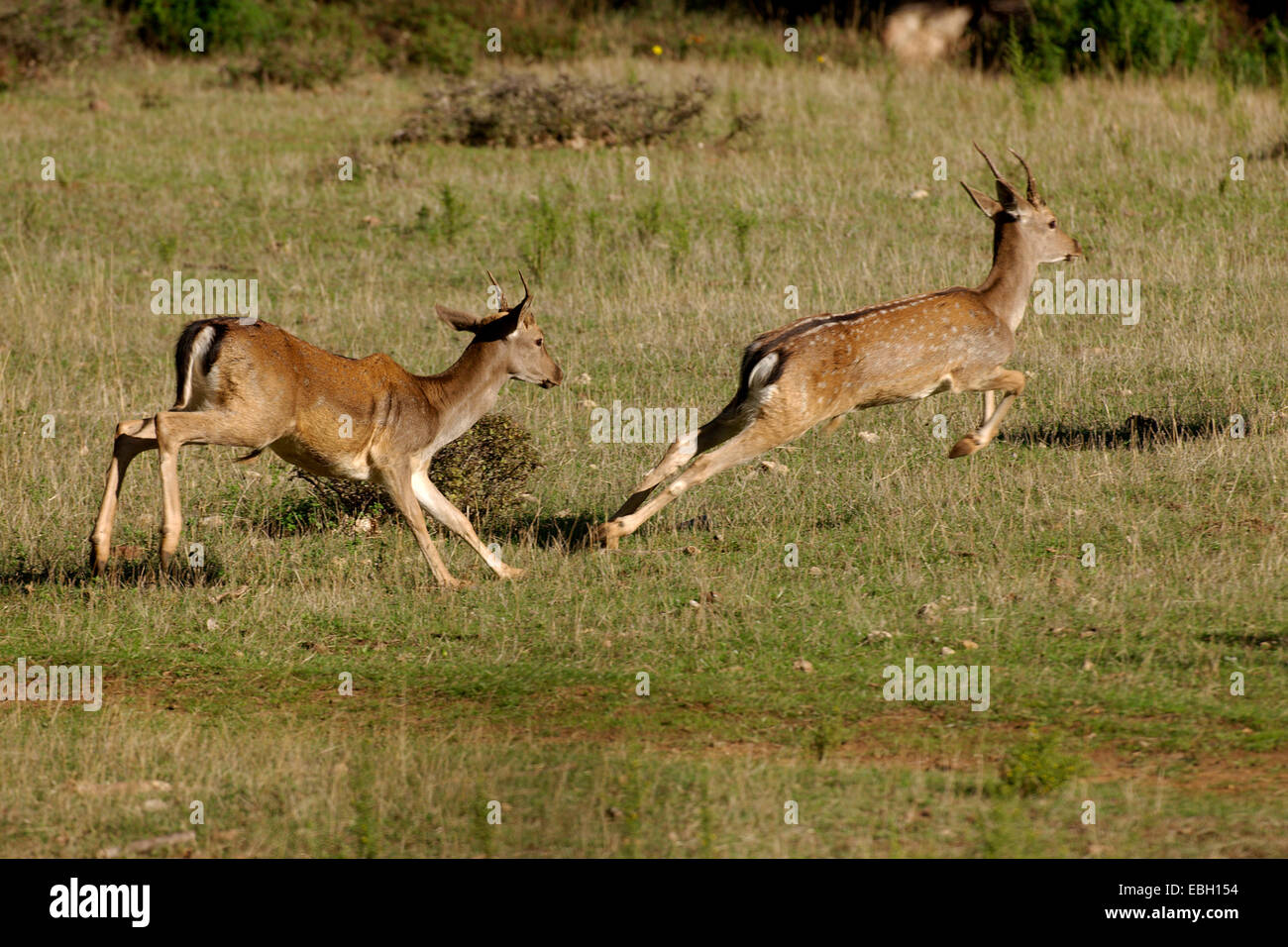 fallow deer (Dama dama, Cervus dama), two individuals running, Italy Stock Photo