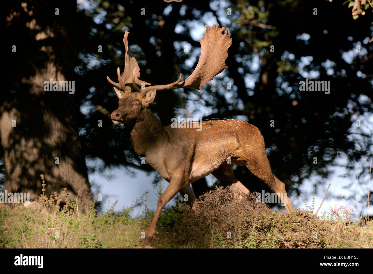 fallow deer (Dama dama, Cervus dama), running, Italy Stock Photo