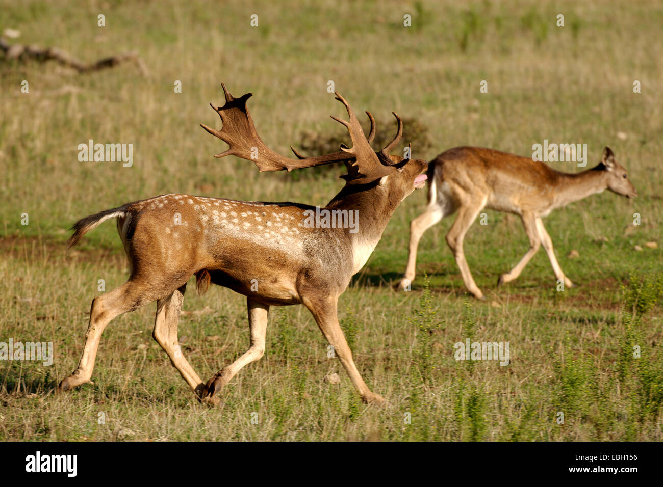fallow deer (Dama dama, Cervus dama), mating, Italy Stock Photo