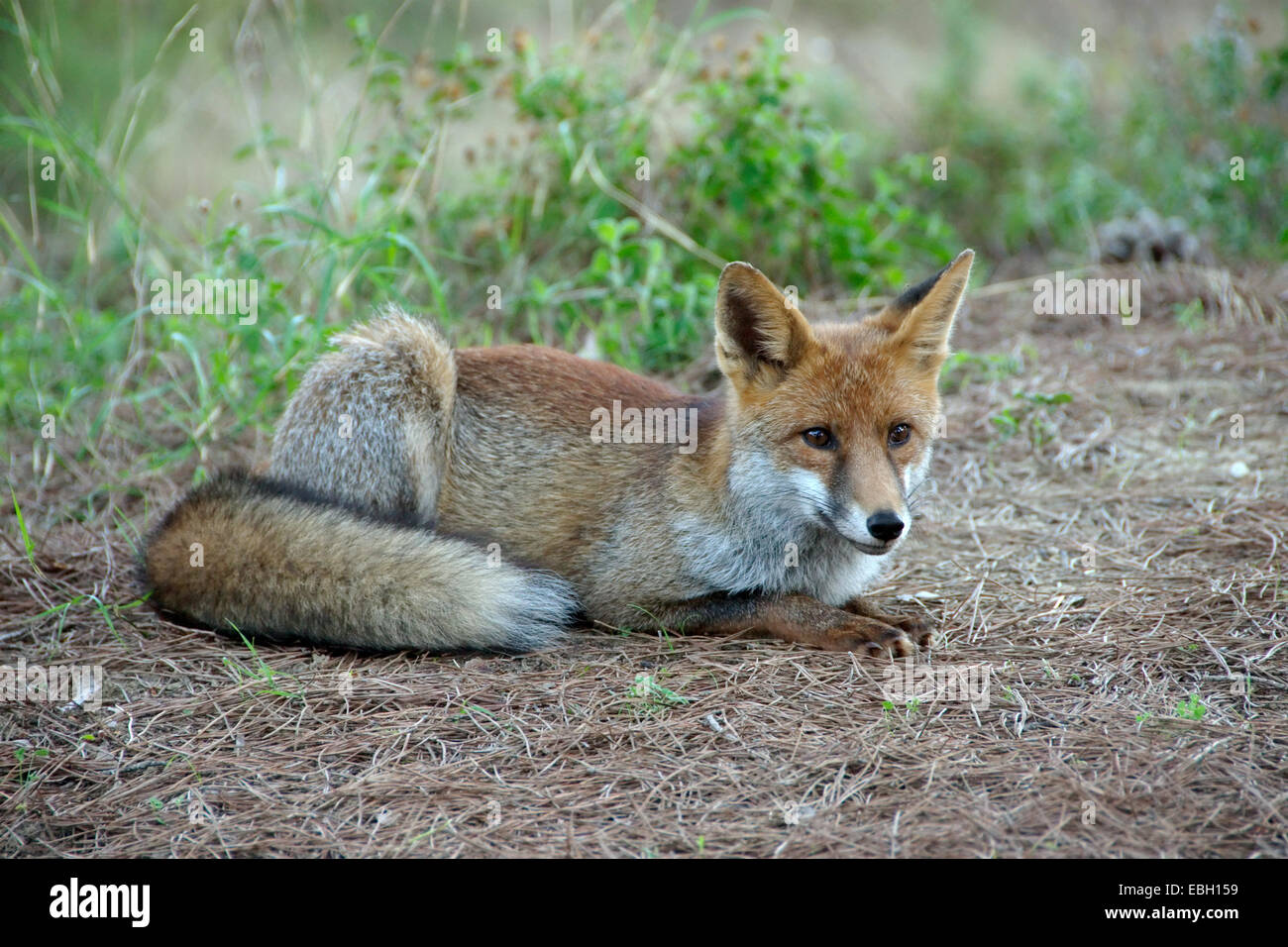 red fox (Vulpes vulpes), lying, Italy Stock Photo