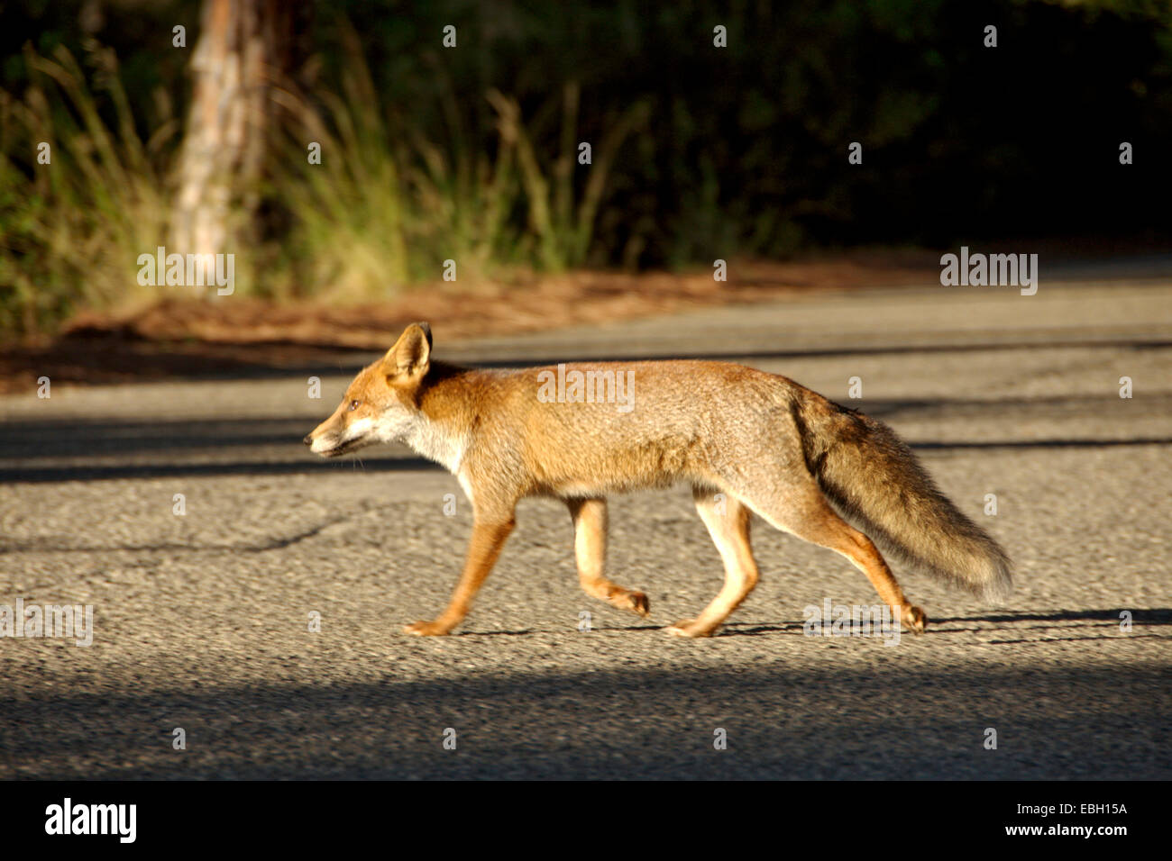 red fox (Vulpes vulpes), crossing street, Italy Stock Photo