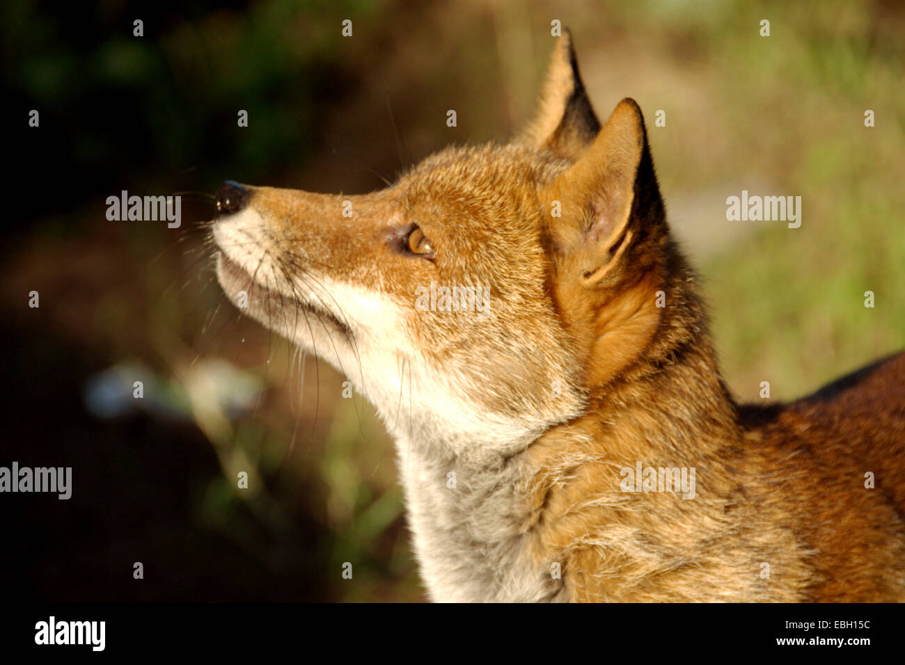 red fox (Vulpes vulpes), portrait, Italy Stock Photo