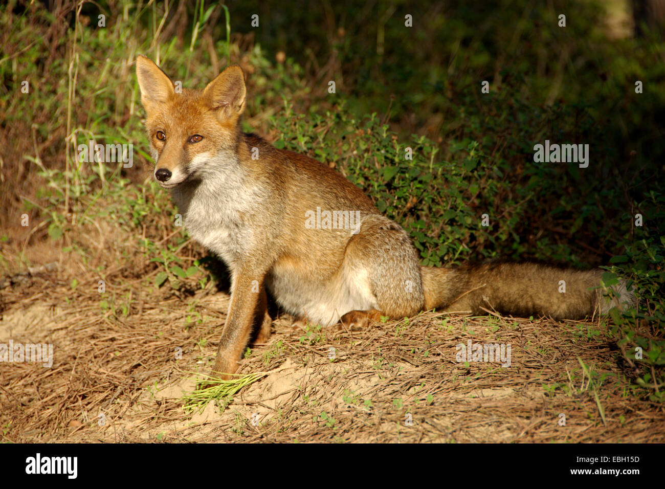 red fox (Vulpes vulpes), sitting, Italy Stock Photo