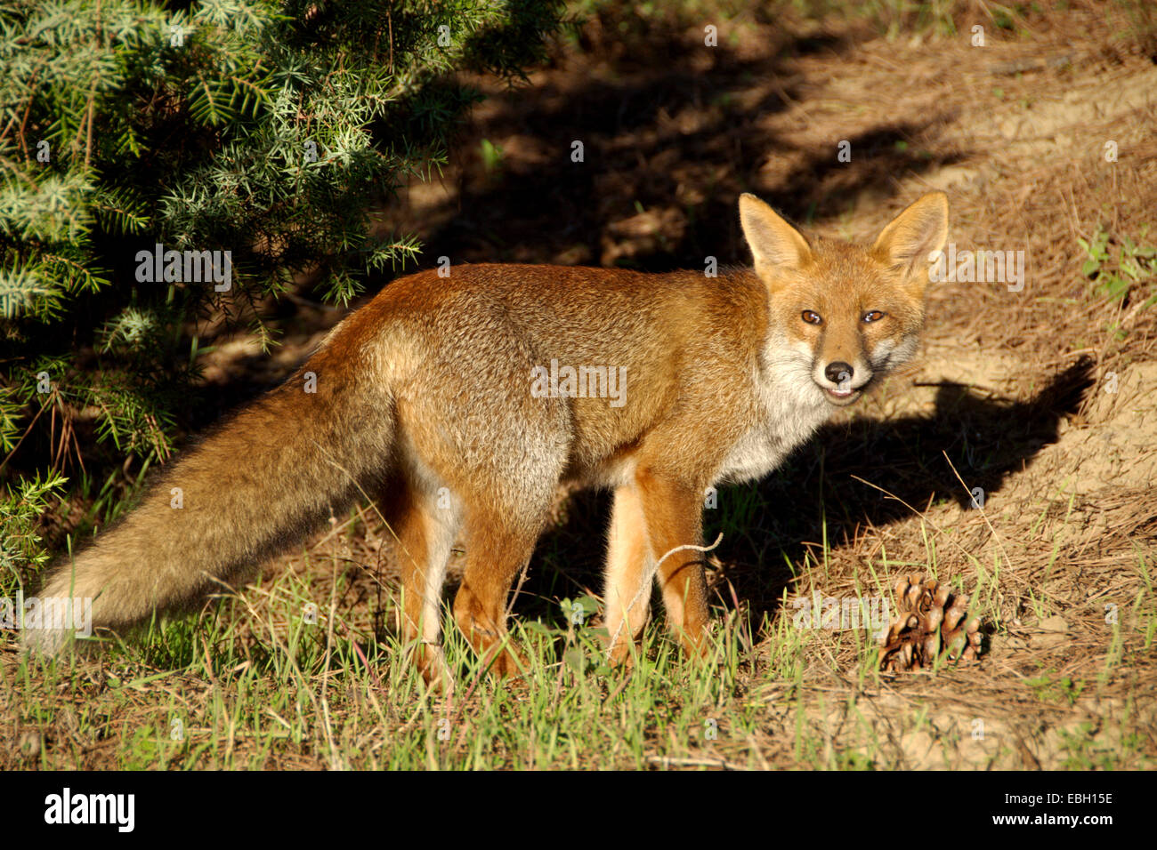 red fox (Vulpes vulpes), standing, Italy Stock Photo