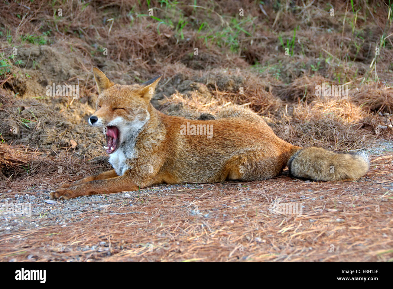 red fox (Vulpes vulpes), yawning, Italy Stock Photo