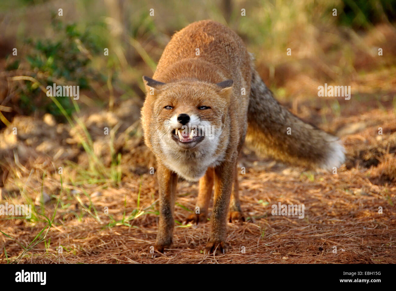 red fox (Vulpes vulpes), threatening, Italy Stock Photo