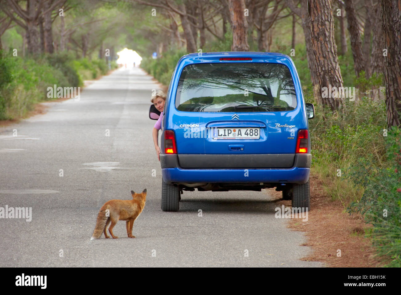 red fox (Vulpes vulpes), woman an fox watching eachother, Italy Stock Photo