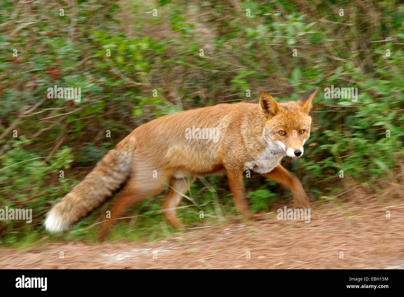 red fox (Vulpes vulpes), walking, Italy, Maremma Stock Photo