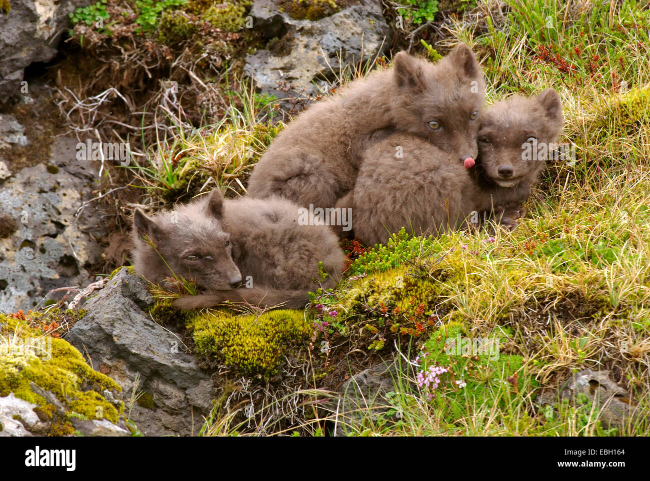 arctic fox (Alopex lagopus), three fox cubs cuddling together, Iceland ...