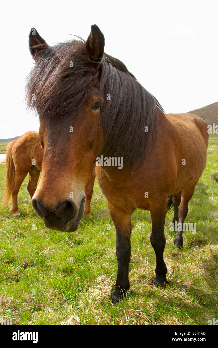 Islandic horse, Iceland pony (Equus przewalskii f. caballus), wideangle photography, Iceland Stock Photo