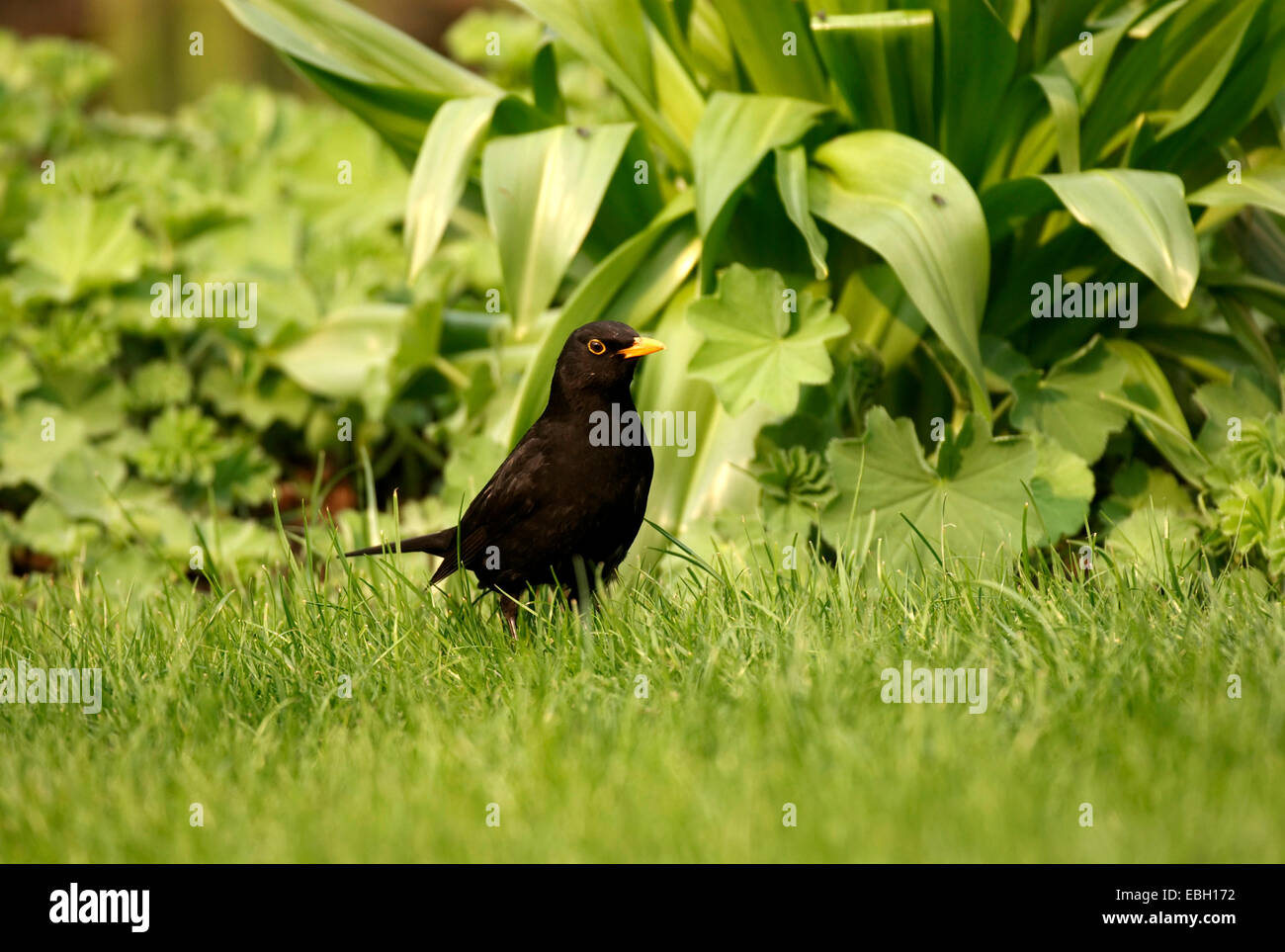 blackbird (Turdus merula), in garden, Germany Stock Photo