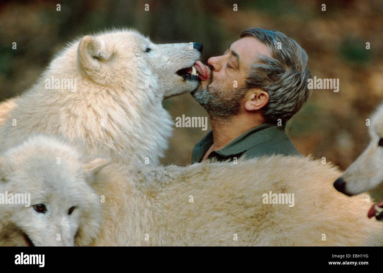 arctic wolf; tundra wolf (Canis lupus albus); alpha-wolf licking the face of Werner Freund; Germany; Saarland; Merzig. Stock Photo