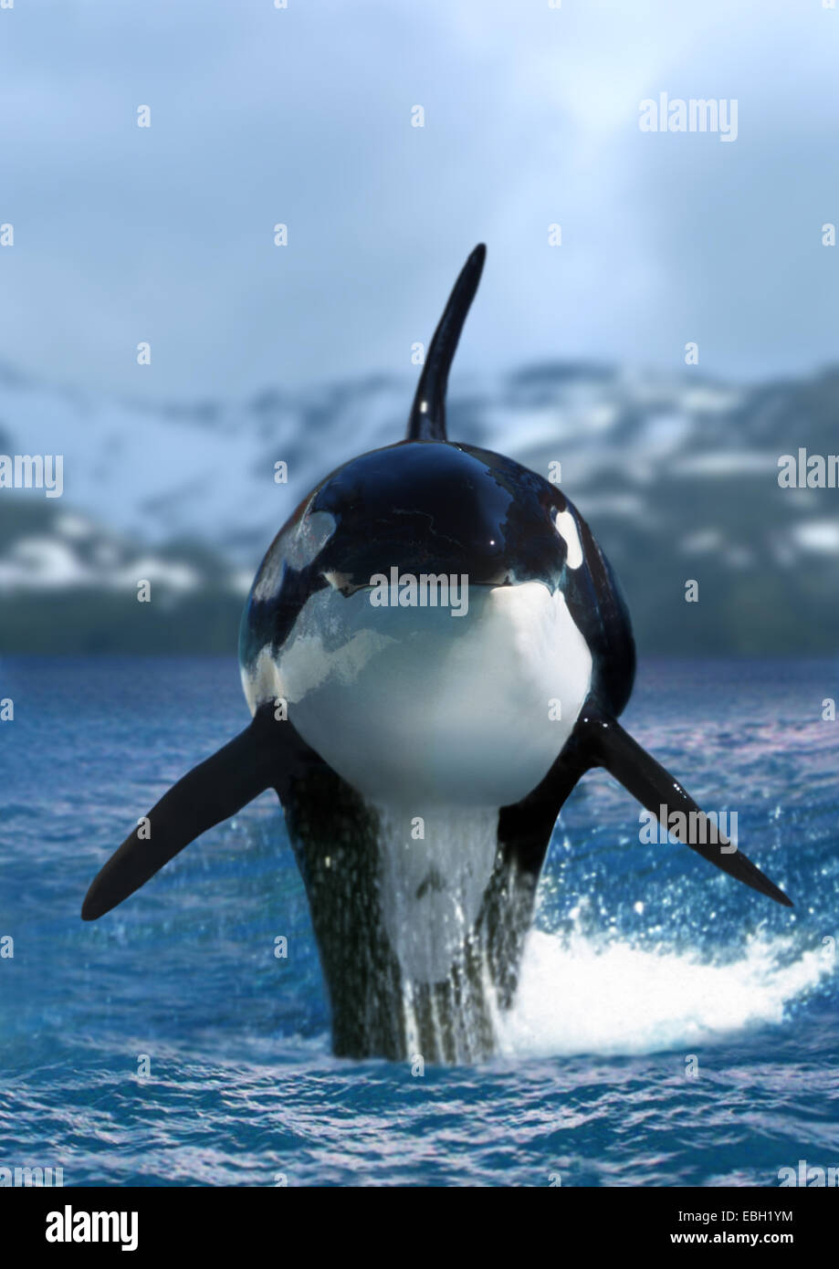 orca, great killer whale, grampus (Orcinus orca), jumping Stock Photo ...