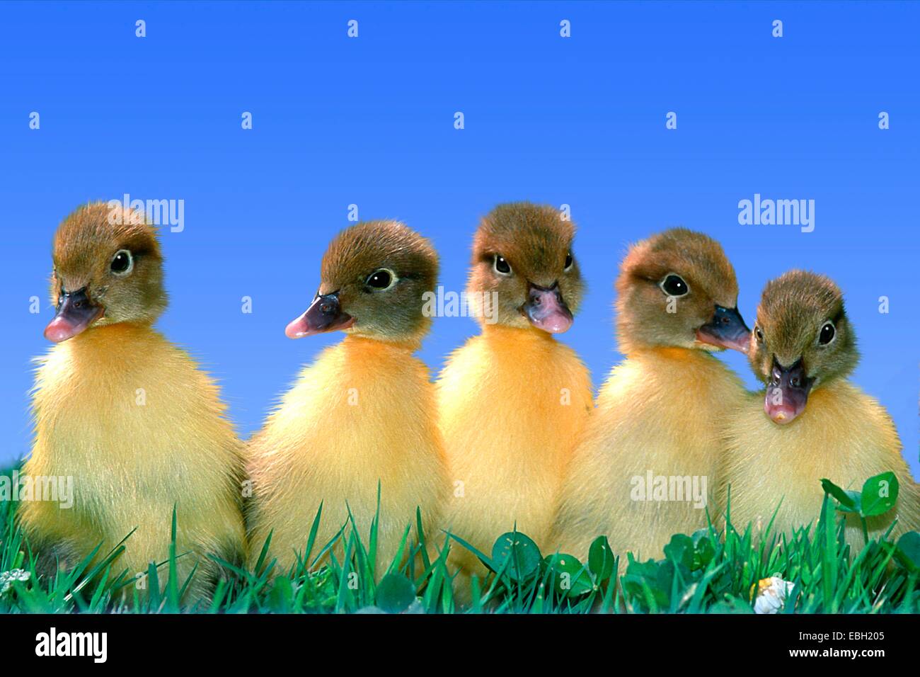 domestic duck (Anas platyrhanchos f. domestica), five chicks. Stock Photo