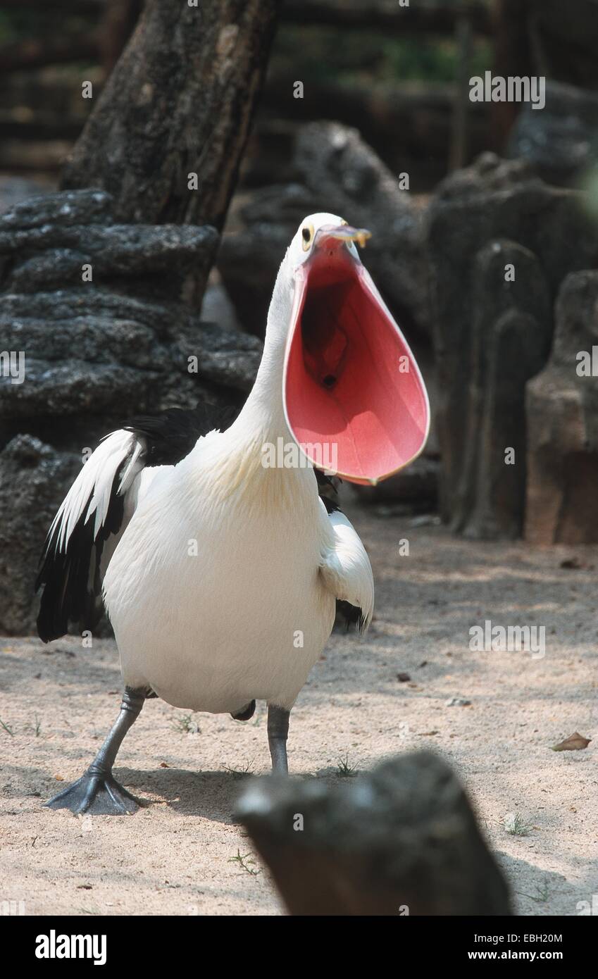 Australian pelican (Pelecanus conspicillatus), yelling, with opened bill. Stock Photo