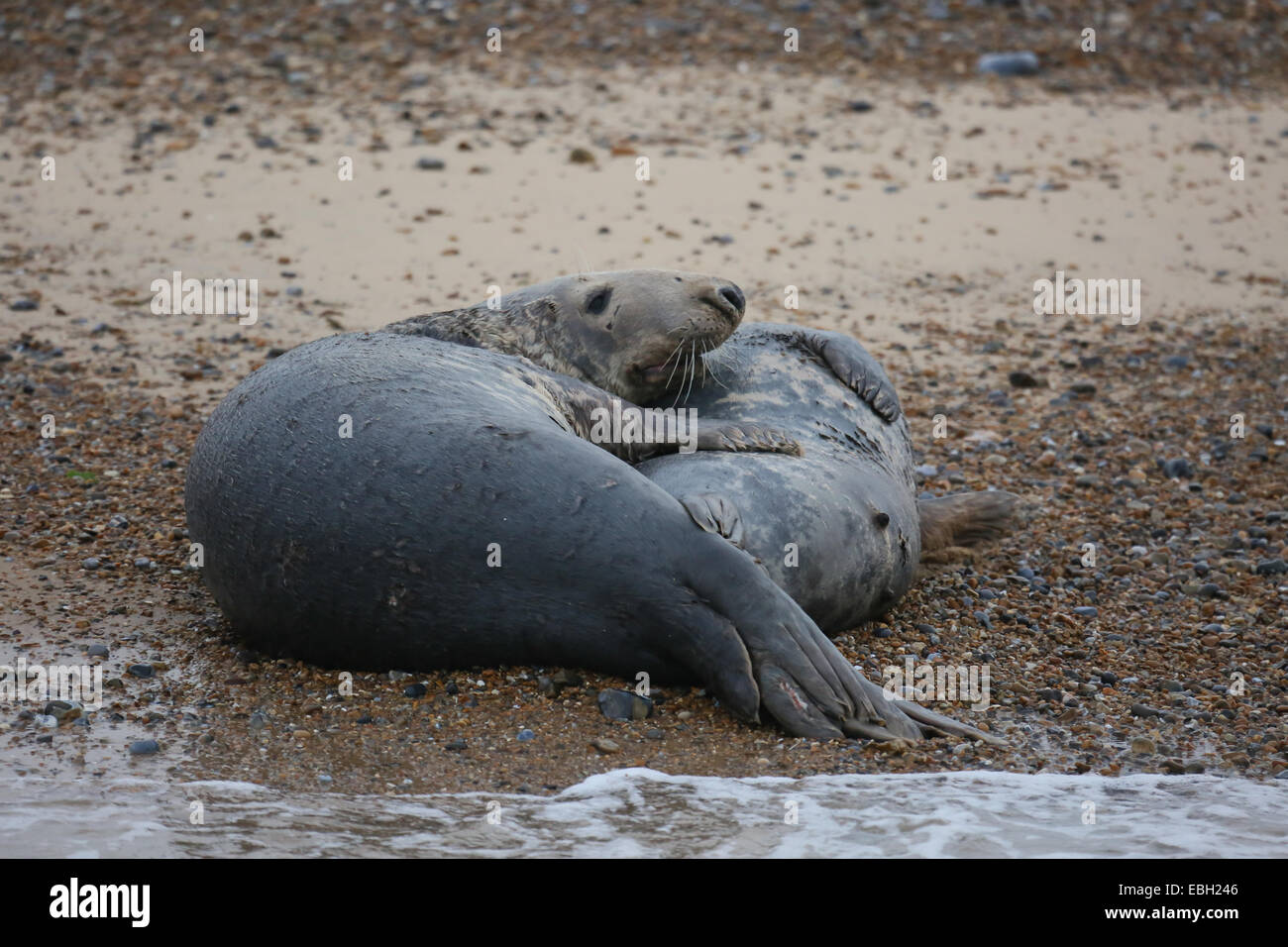 Grey Seals mating on Blakeney Point, Norfolk, UK Stock Photo Alamy