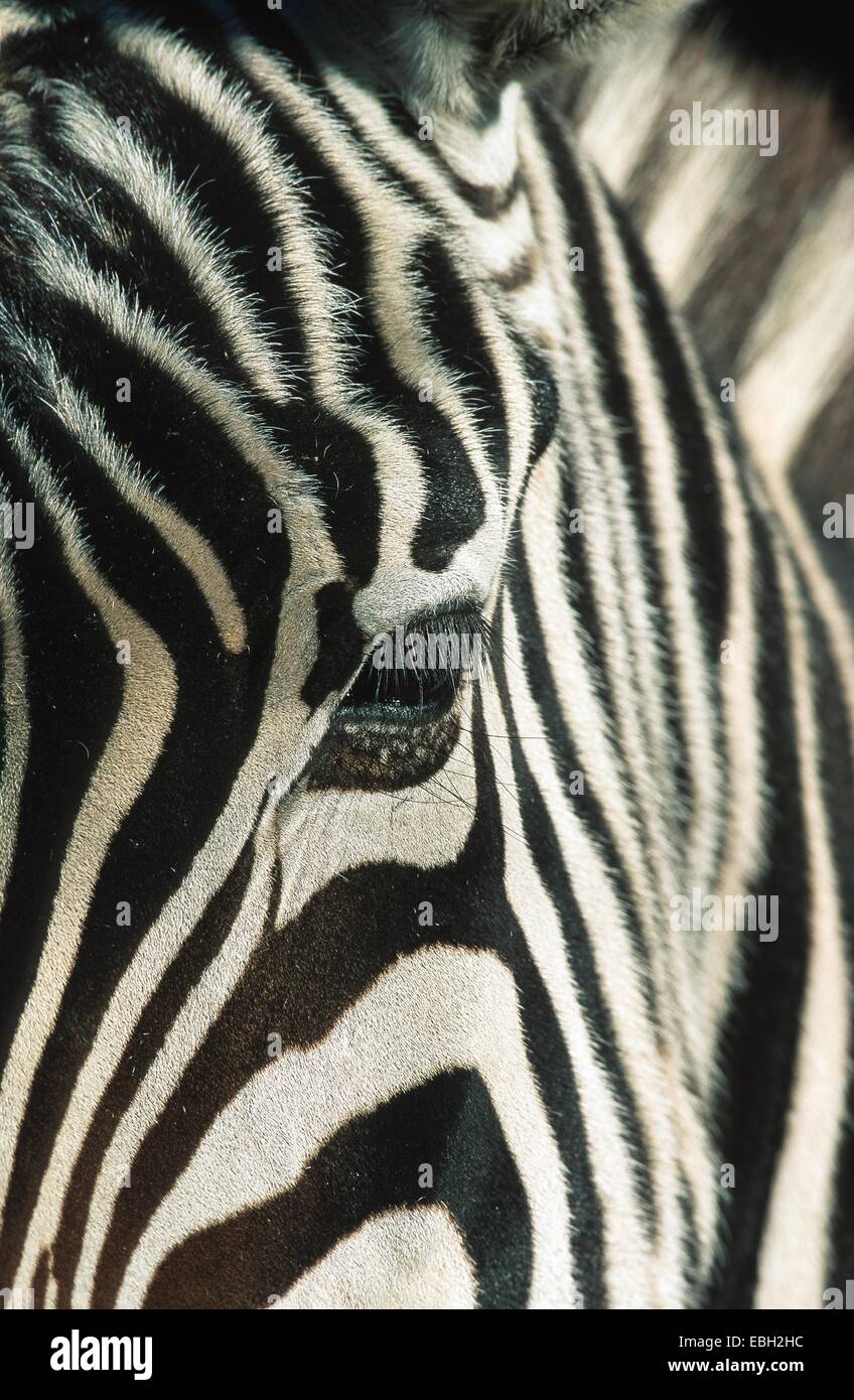 Burchell's zebra (Equus burchelli), adult, female, eye. Stock Photo
