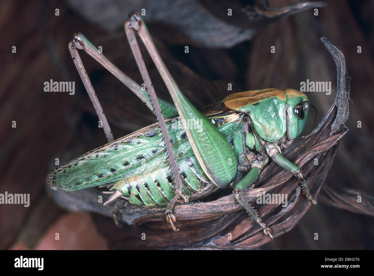 Wart biter bushcricket hi-res stock photography and images - Alamy