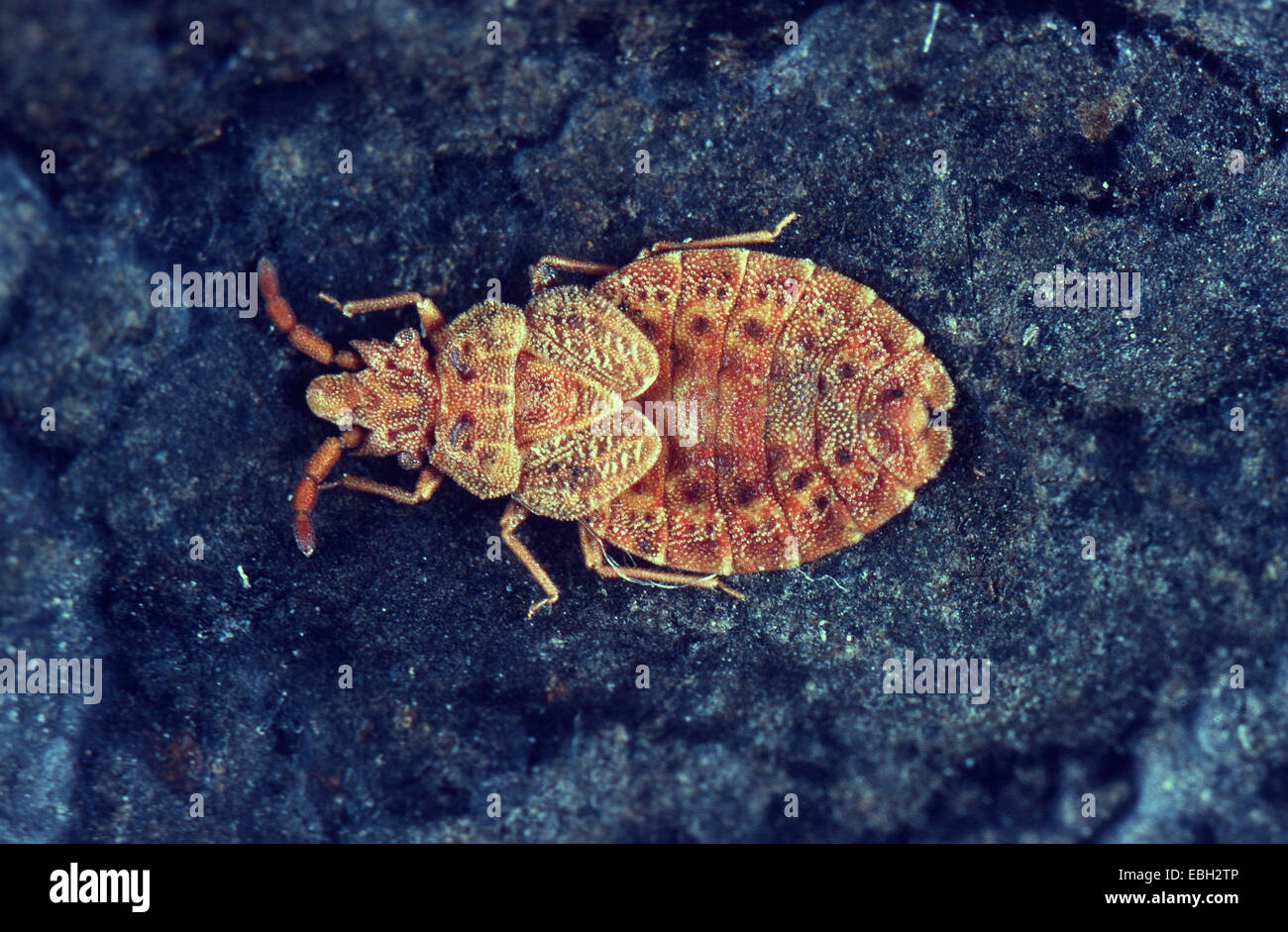 pine flatbug (Aradus cinnamomeus). Stock Photo